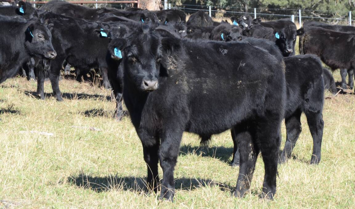 It's no wonder backgrounders and feedlotters are keen to compete with restockers for Hampshire Station steers, given the potential these youngsters possess.