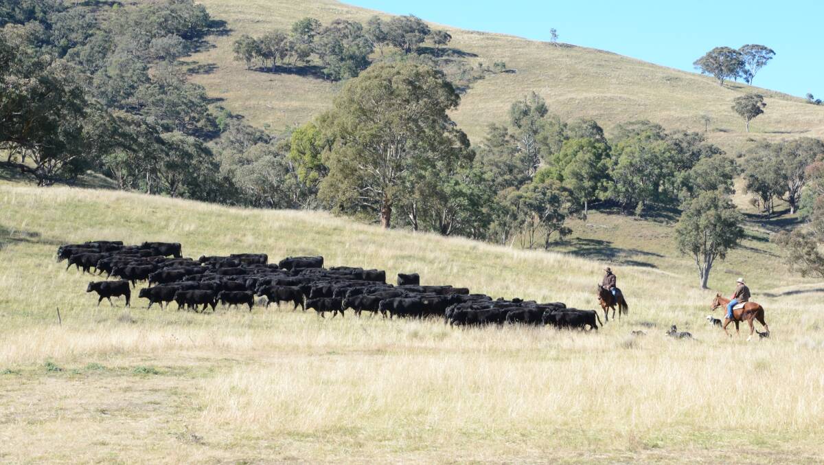 Darrel Jacobs and Tommy Trisley move 100 six-month-old Angus weaner steers of Eaglehawk blood on hill country at Hampshire Station, Merriwa.