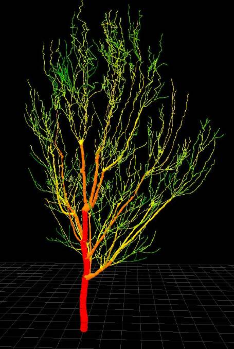 DIGITAL LOOK: A digitised macadamia tree coloured by branching order from the DAF-UQ Small Trees High Productivity Initiative. Digitising the tree allows researchers to model production characteristics such as the canopy’s light environment, flowering and fruit set under different conditions. Image: Dr Neil White, principal scientist, QDAF and Adjunct Associate Professor, Queensland Alliance for Agriculture and Food Innovation.