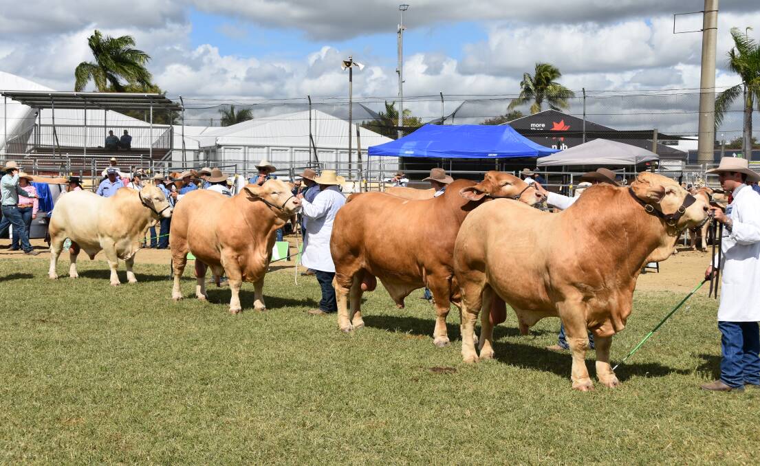 A picture of sire potential from the Charbray ring at Beef 2024. Picture by Ashley Walmsley