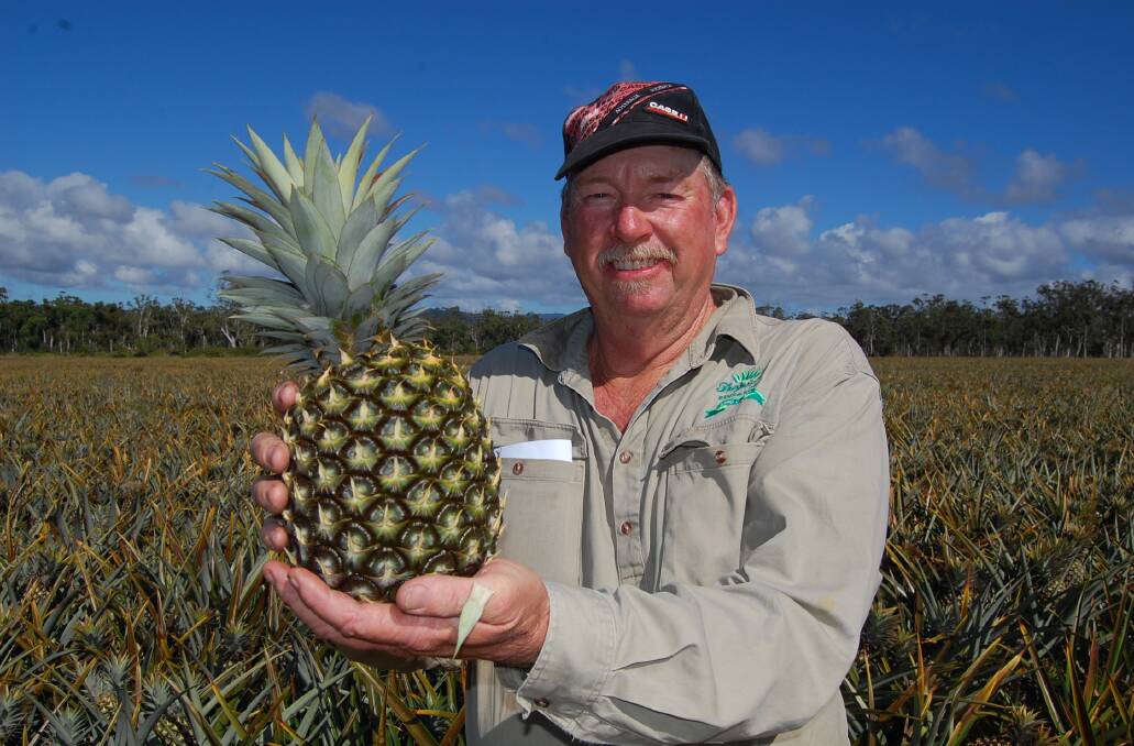 TOP CROP: Pineapple grower Peter Sherriff, Sherr-Pine, Tanby shows off a healthy example of the GC2 variety. 