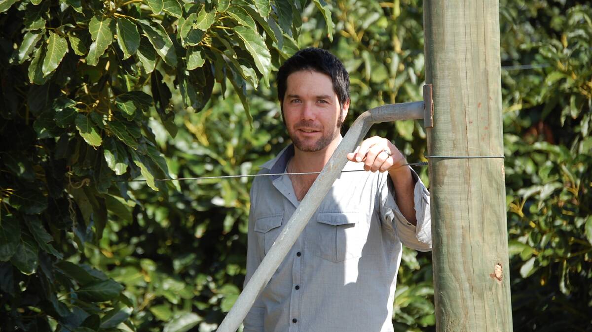 QDAF project leader Dr John Wilkie with some avocado trees being trialled in the Small Tree High Productivity project which is aiming to achieve greater yields from tropical and subtropical fruit trees.