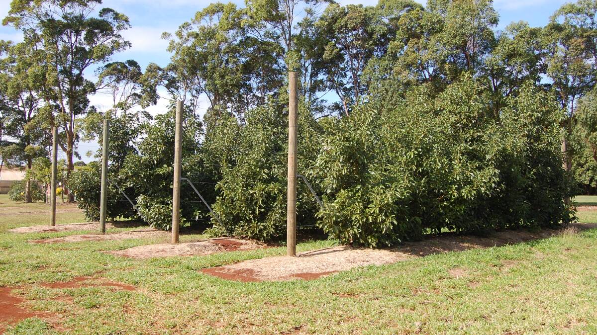 GROWING STRUCTURE: Avocado trees at the QDAF's Bundaberg research station involved in the high density cropping system trial. 