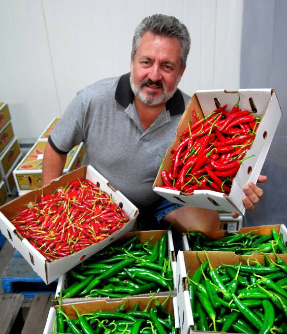HOT STUFF: Austchilli managing director, David De Paoli, with a selection of the Bundaberg-grown chillies. Mr De Paoli says it’s important to work in collaboration with other local growers and food businesses. Photo: Rodney Green. 
