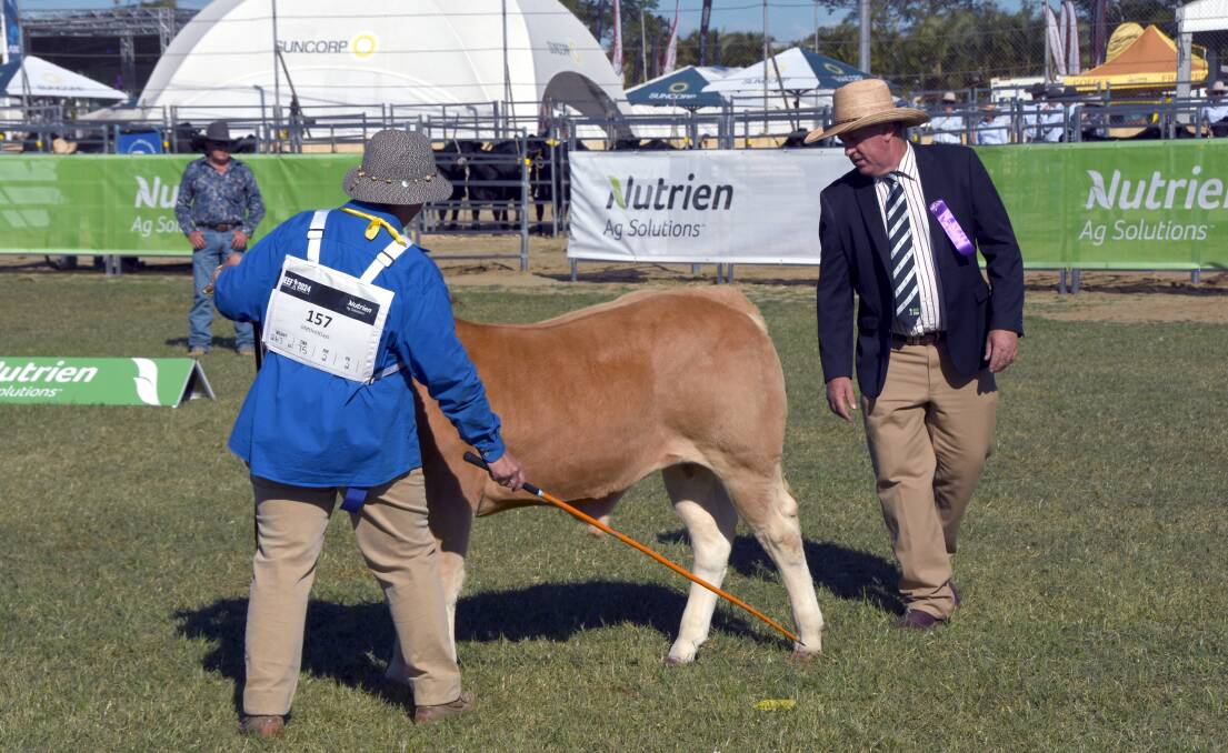 Judge Scott Hann, Bellata, NSW runs his eyes over Waite A Wyle Universal who went on to be named champion male Blonde d'Aquitaine calf. Picture by Ashley Walmsley 
