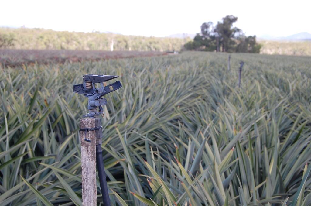 COOL DOWN: The Sherriff family has installed an irrigation system in a block to see how watering reduces sunburn on young pineapples. 