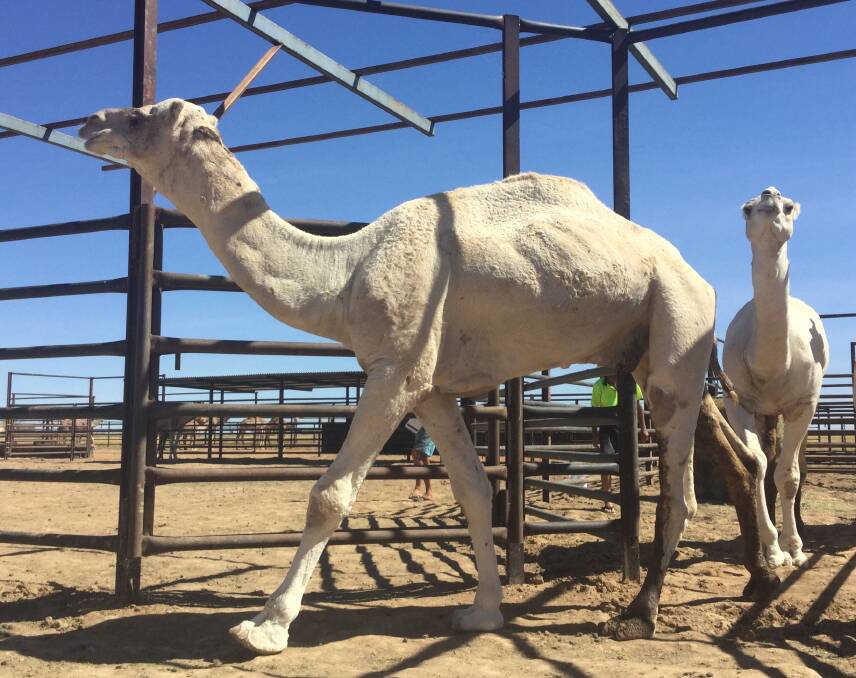 Rare white camels being broken in at Wirrilyerna. Photo: supplied