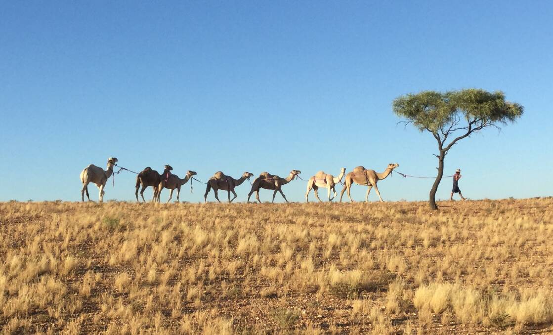 CAMEL COUNTRY: The train of 19 camels begin their long walk through the Queensland desert on Monday morning from Wirrilyerna, west of Boulia. Photo: supplied