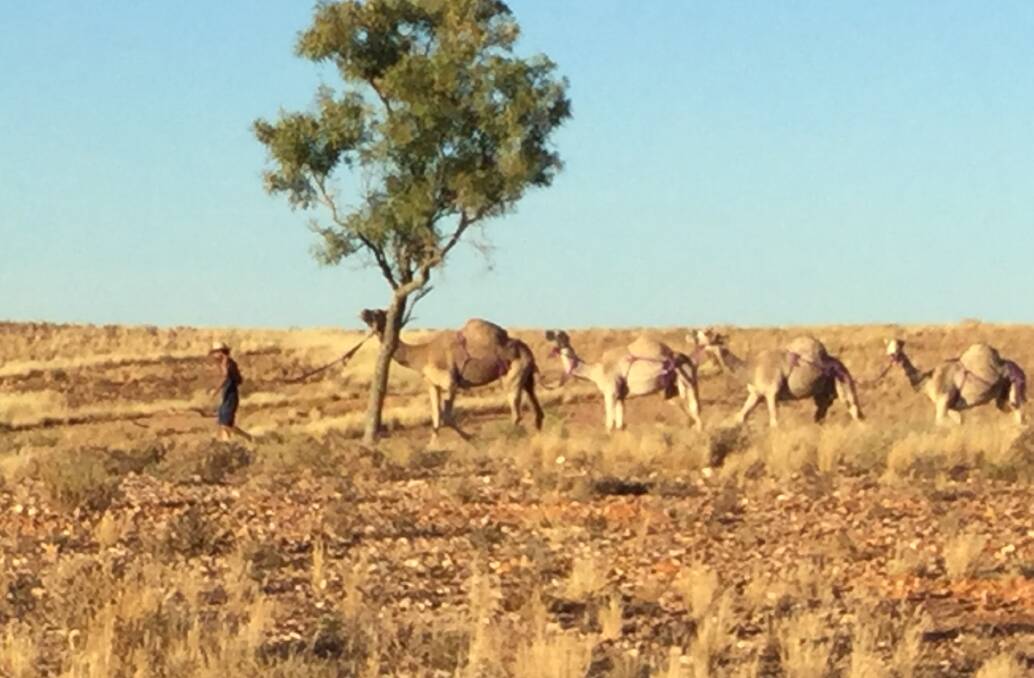 The flock of camels are ready for their long journey, at home in the Australian desert. Photo: supplied.