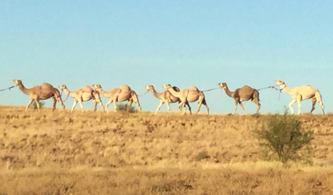 Sandy camels, white camels, trekking through the desert. Photo: supplied
