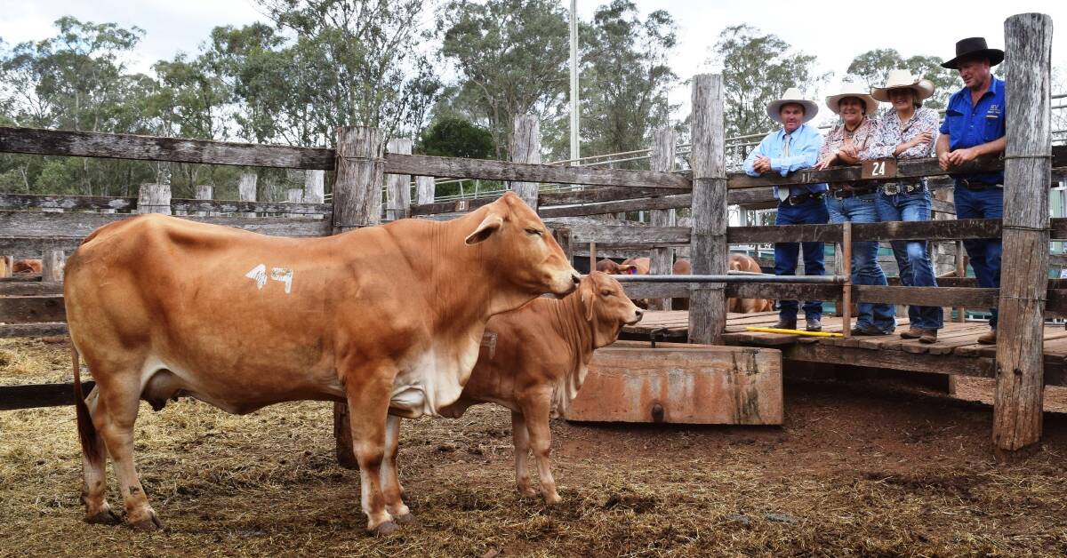 TOP PRICE: Midge Thompson, purchasers Beth and Remy Streeter and vendor John Scott with the $10,000 Rocky View 1489, with heifer calf at foot. Picture: Tennille Hughes