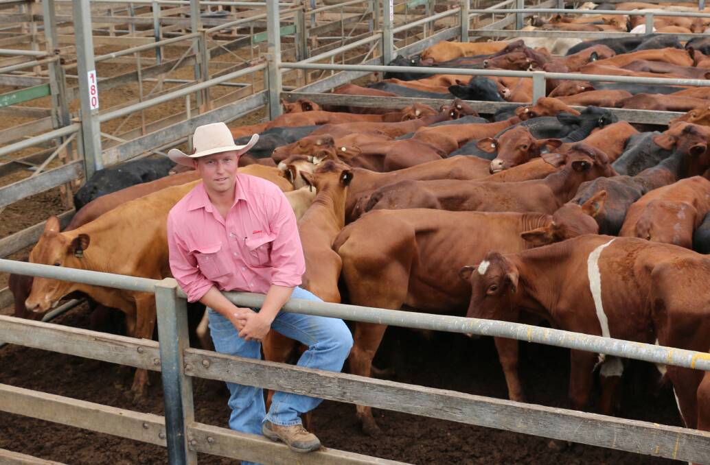 Sam Bartlett, Elders Quilpie with Scott Cattle Co, Thylungra Station, Quilpie Santa steers. The steers sold to 308c/kg, reaching a top of $1082 to average $711.