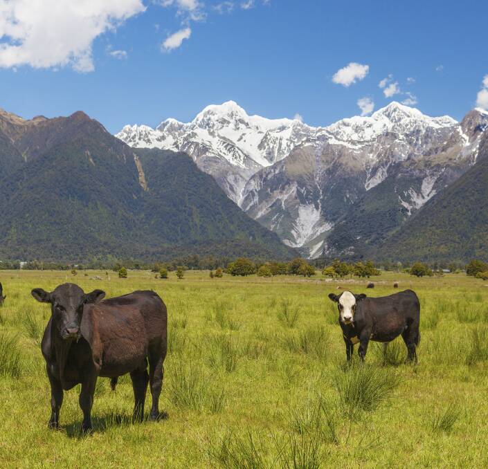 COMPARISONS: A look at trends in cattle prices in New Zealand might indicate what's in store for the Australian market.