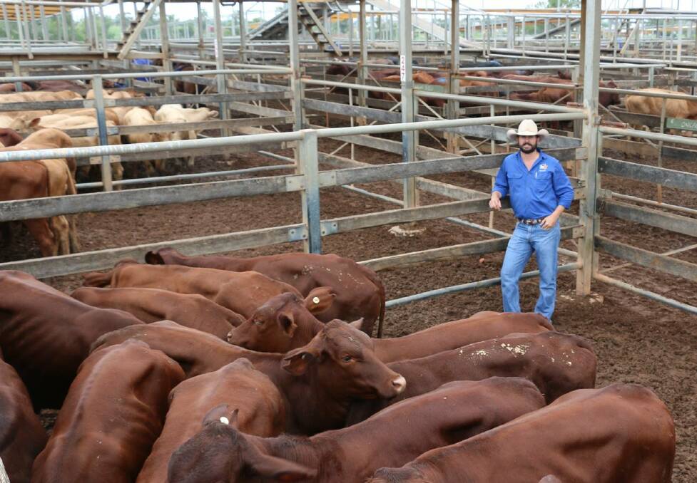 TopX Roma selling agent Carl Warren with Santa steers from Rosehearty Grazing, Merago, Longreach that sold to an impressive 410c, averaging 210kg, returning $861/head. Picture: Roma Saleyards