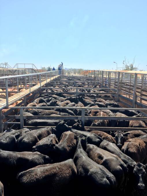 Livestock buyer Noel Slattery purchased nine pens of Angus steers for a New South Wales agent in Inverell at Roma’s Store Sale on Tuesday. The steers ranged from 250kg to 350kg and will all be backgrounded or immediately put into a southern feedlot.