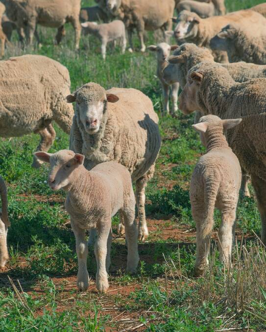 The changes to the lamb definition should be seen as a massive positive to the Queensland industry.