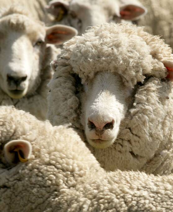 Wool market remains steady