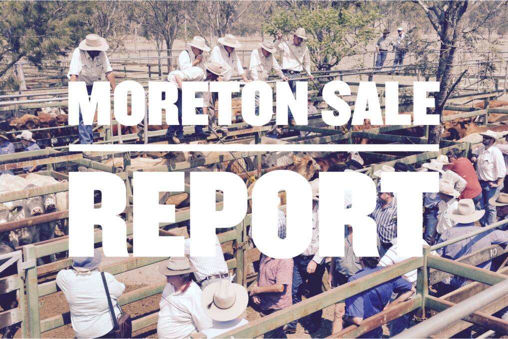 Yearling steers hit 327.2c at Moreton​
