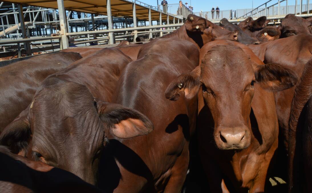 Store cattle market remains firm at Gympie