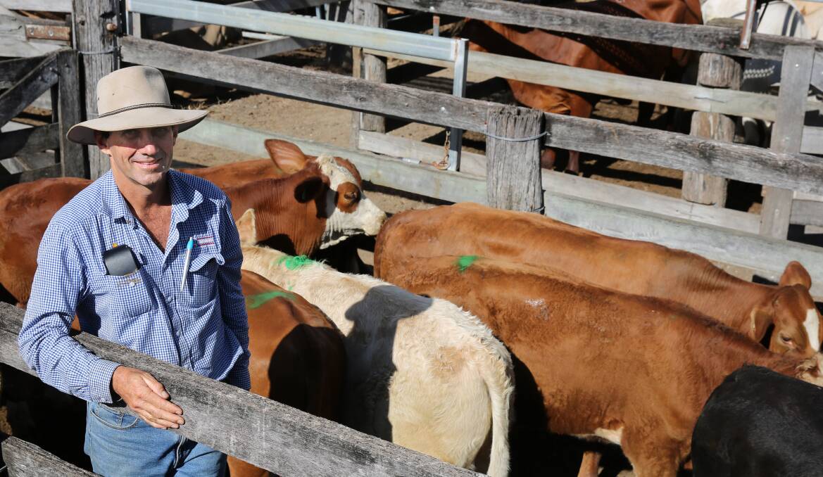 Wayne Beddows, Windera, with a pen of his Simmental cross weaner steers that sold for 330.2c/kg or $974/head.