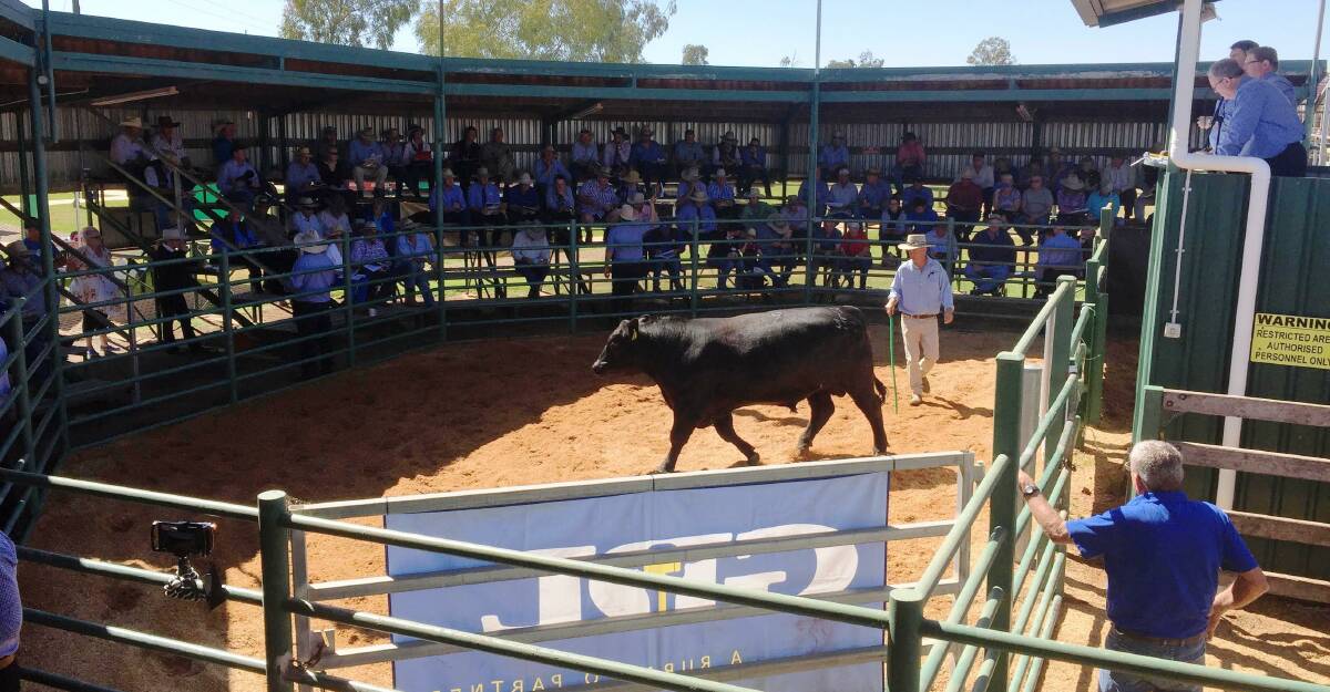 Strong bidding with quality all the way down the catalogue was evident at the Burenda Angus sale.