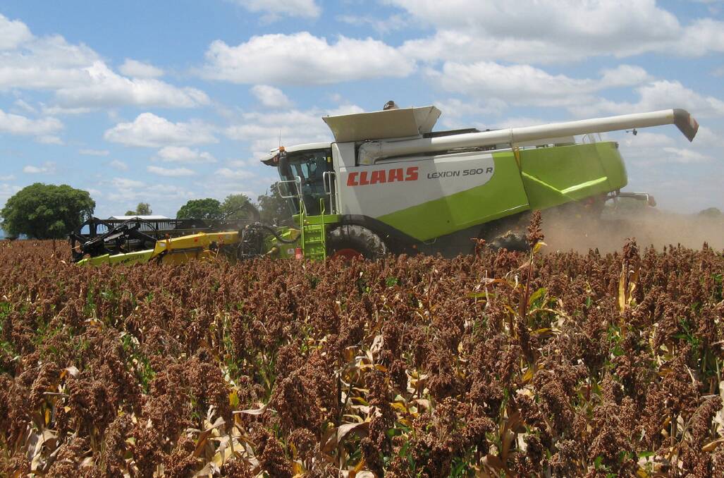 Mixed results for early harvested sorghum