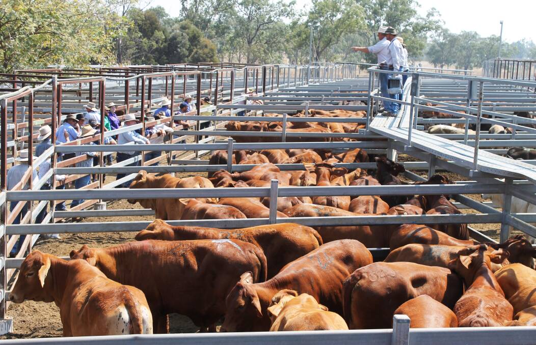 Judd and Sonya Clarke, Runaroo, Harrami consigned 75 Droughtmaster No 6 heifers to Monto sale last week to average 370kgs or $966.


