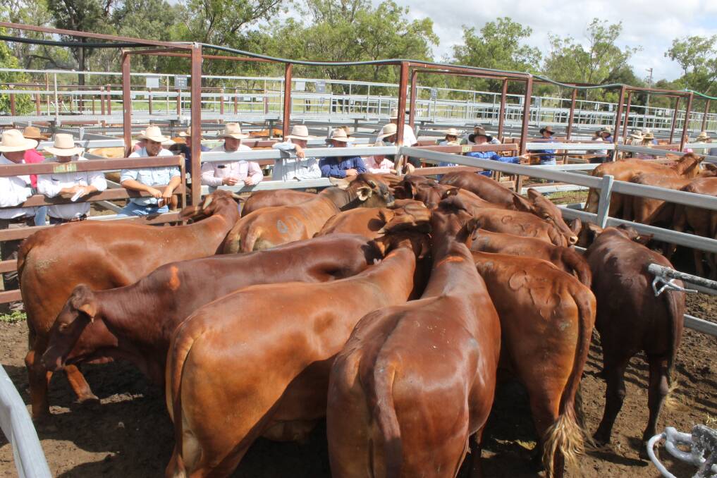 Mt Shaw Pastoral's 14 Red Brangus two tooth steers 493kg sold for 277c to Wide Bay Feedlot at Monto’s Fat and Store sale.