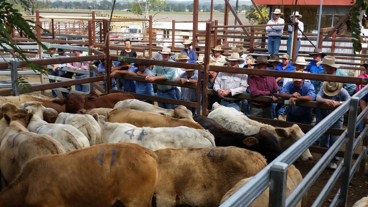 Quality EU Charbray weaner steers account Crabby Mountain Partnership sold well at Monto’s Fat and Store sale to average 271kg at 330c/kg or $896 selling to Wilpeena. 