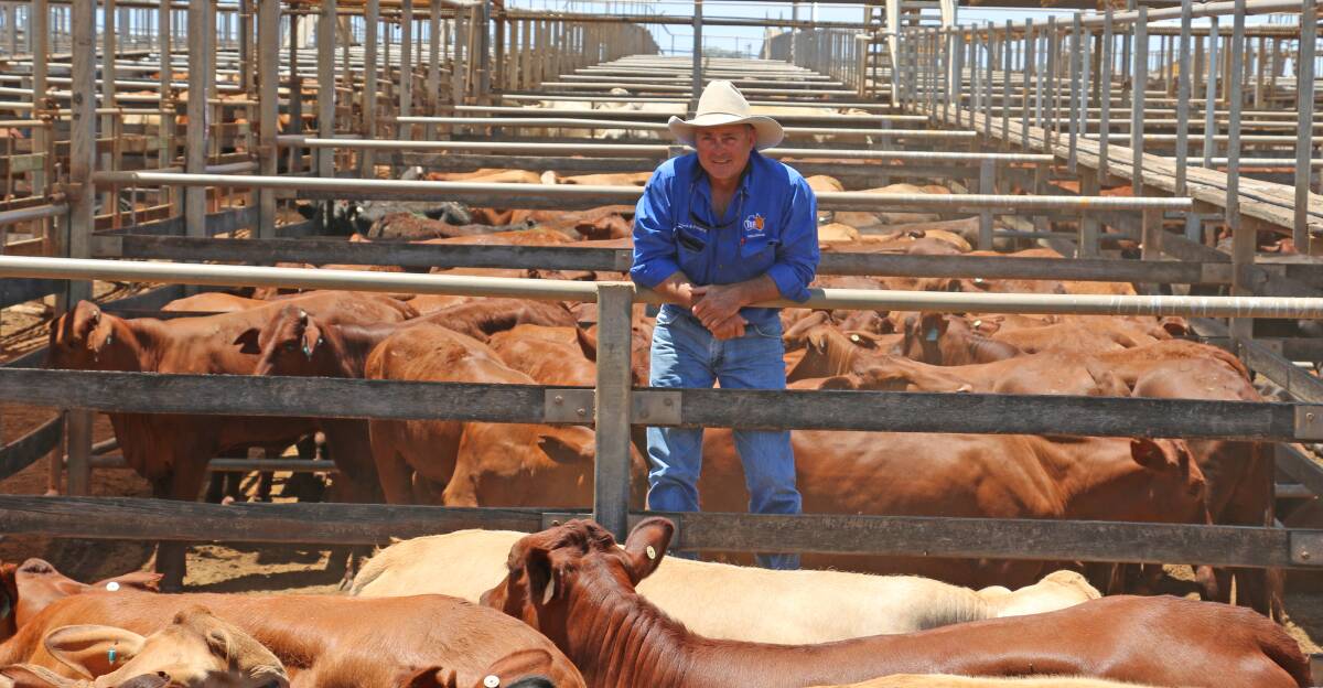 TopX Roma agent Cyril Close with the Dalco Pastoral heifers. The heifers sold to 283c/kg, reaching a top of $1024 to average $800.