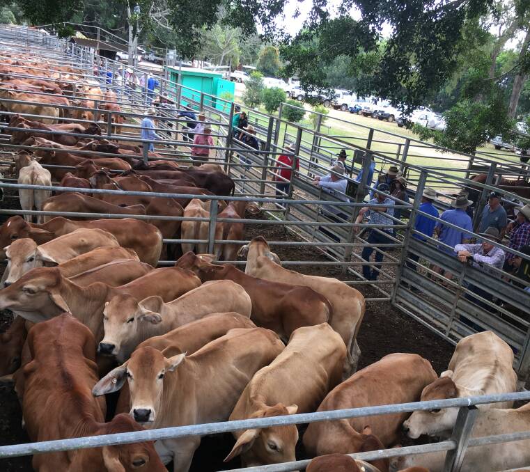 Steers sell to 257.2c, av. 219.5c at Mareeba