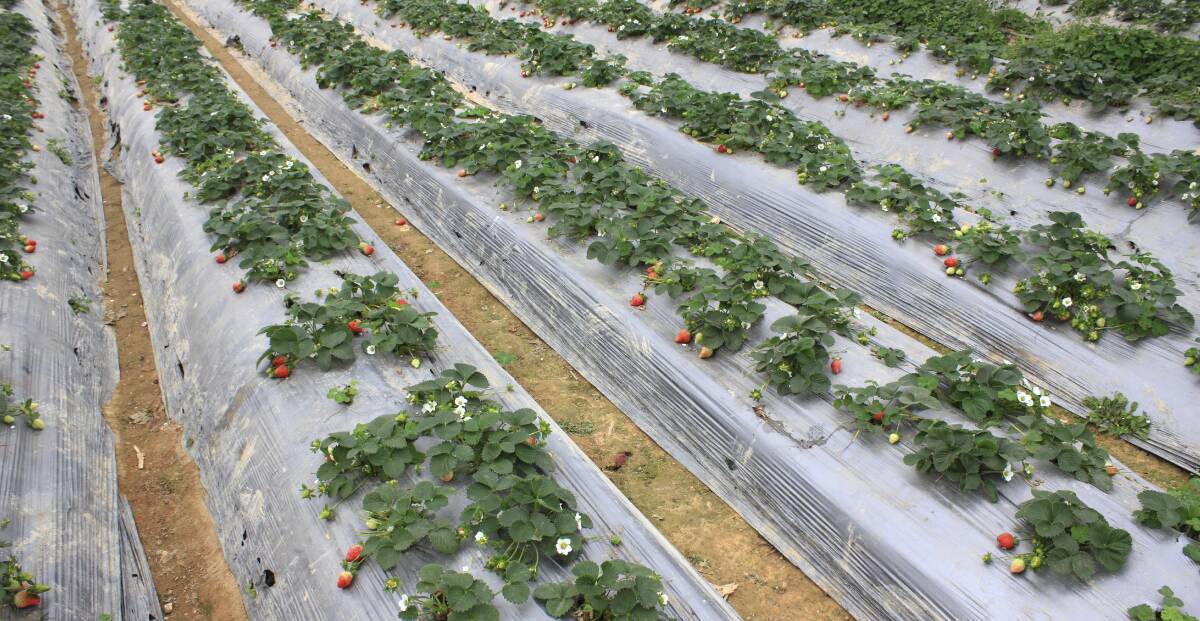 Strawberry growers will attract local seasonal workers through the new Jobshow labour recruitment campaign.   