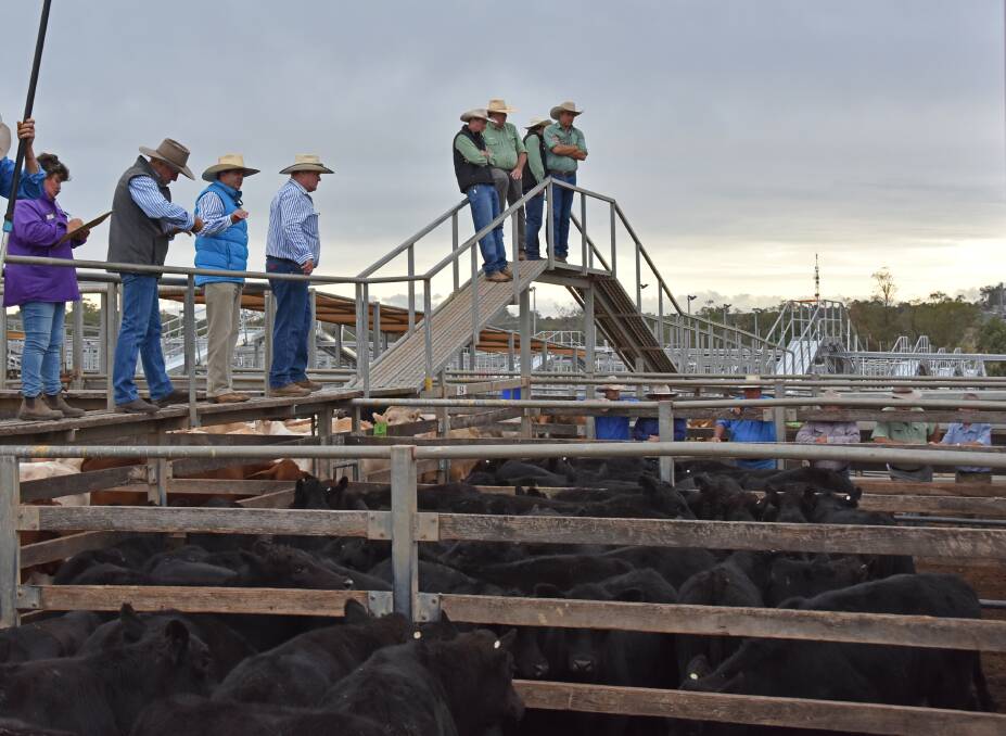 MAA team Wayne Scriven, Duncan Mcleod and Seamus Filan selling Angus cross steers from Ardentrive, Roma. The steers sold to 282c/kg, reaching a top of $723 to average $646.
