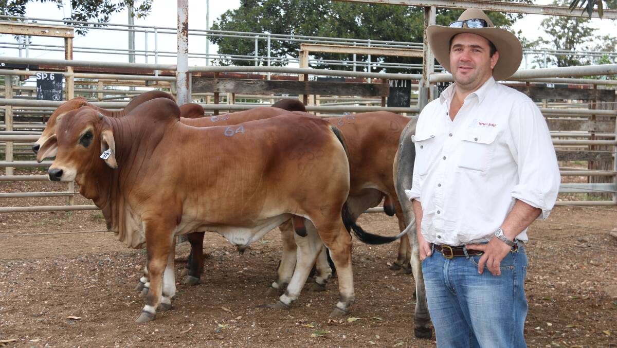 Doug Burnett representing Burnett Enterprises & Frankfield Pastoral Co, with some of the bulls he purchased including the $22,000 PalMal 6952 (P) offered by David and Julie McCamley and family. Picture: Julie Sheehan