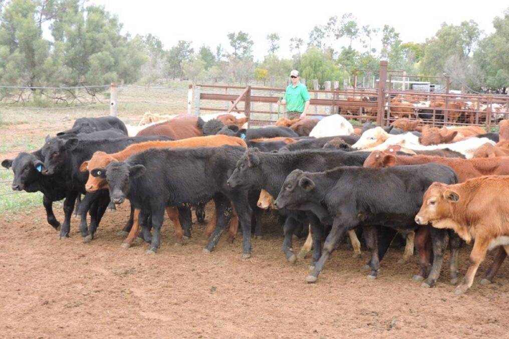 Record price:  The Dunsdon families, Nulla Station, Cunnamulla, offered and sold 90 organic steers through AuctionsPlus averaging 144kg for $800 or 554c/kg.