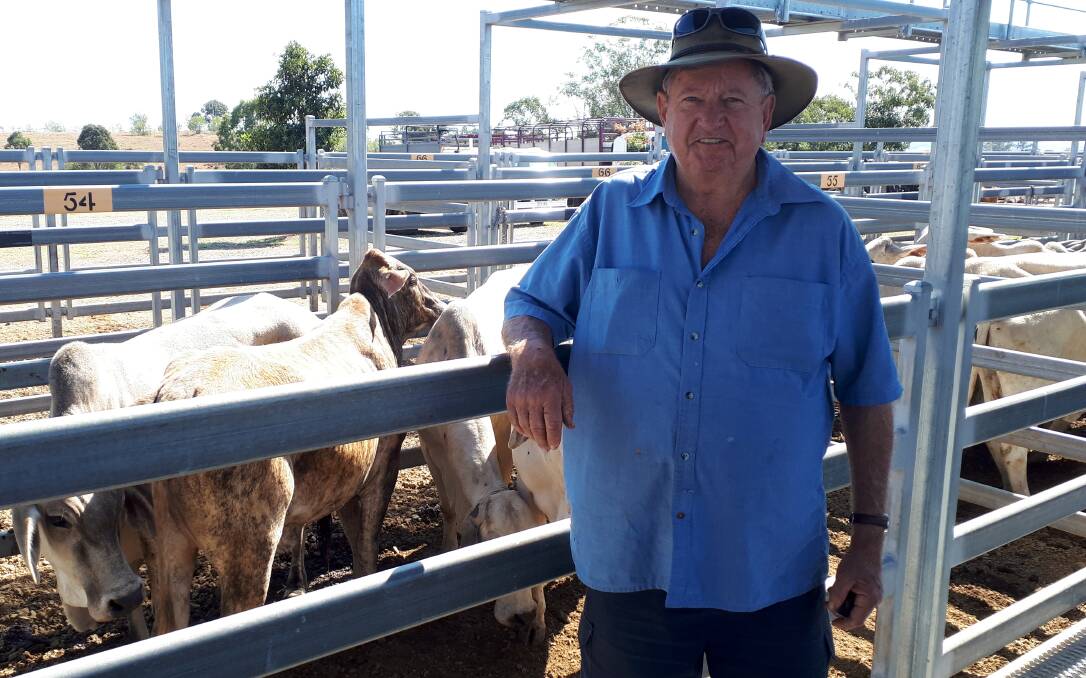 John Brandenburg of Moanba Pty Ltd, Beaudesert purchased PTIC Brahman cows for $950.