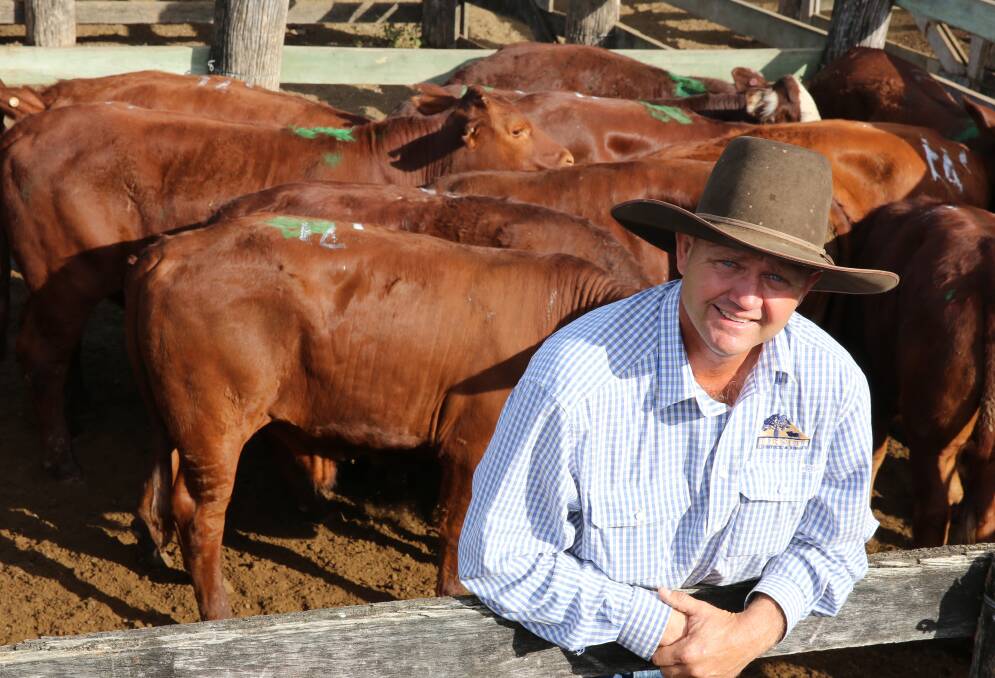Burnett Livestock & Realty’s Lance Whitaker with a pen of Santa Hereford No 5 steers from Wandoan that sold for 299c/kg or $1256/hd.