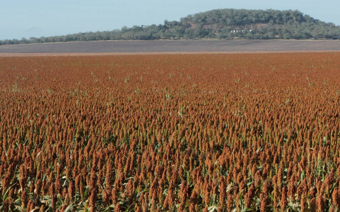 Chinese policy changes cloud sorghum imports
