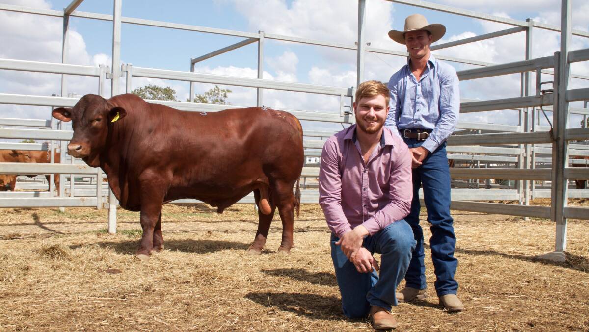 Guthrie Maynard and Rene Schipper, 5 Star Stud, Jambin with the $13,000 5 Star L60117 sold to the Stevenson family, Spring Creek, Springsure.