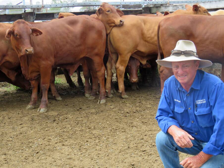 Graham Proctor, Degilbo, admires a pen of Santa Gertrudis cross steers on account of A & M Isler, Overview, Theodore. The steers sold for 307.2c/kg or $1399/head.