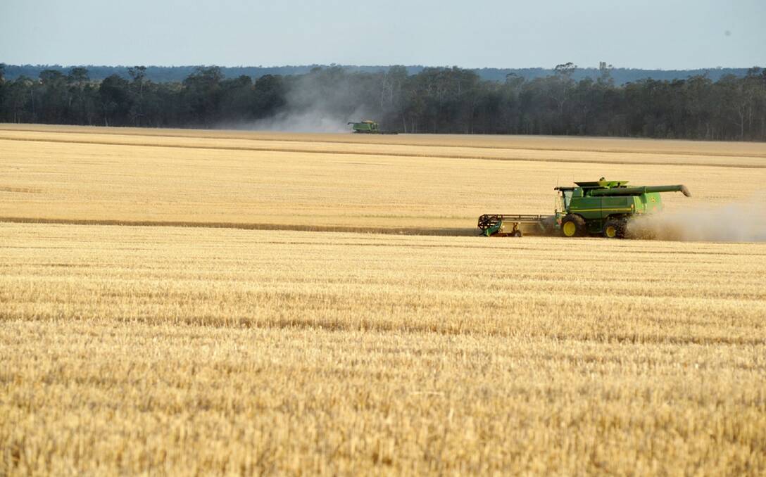 World wheat crop still growing​, report finds