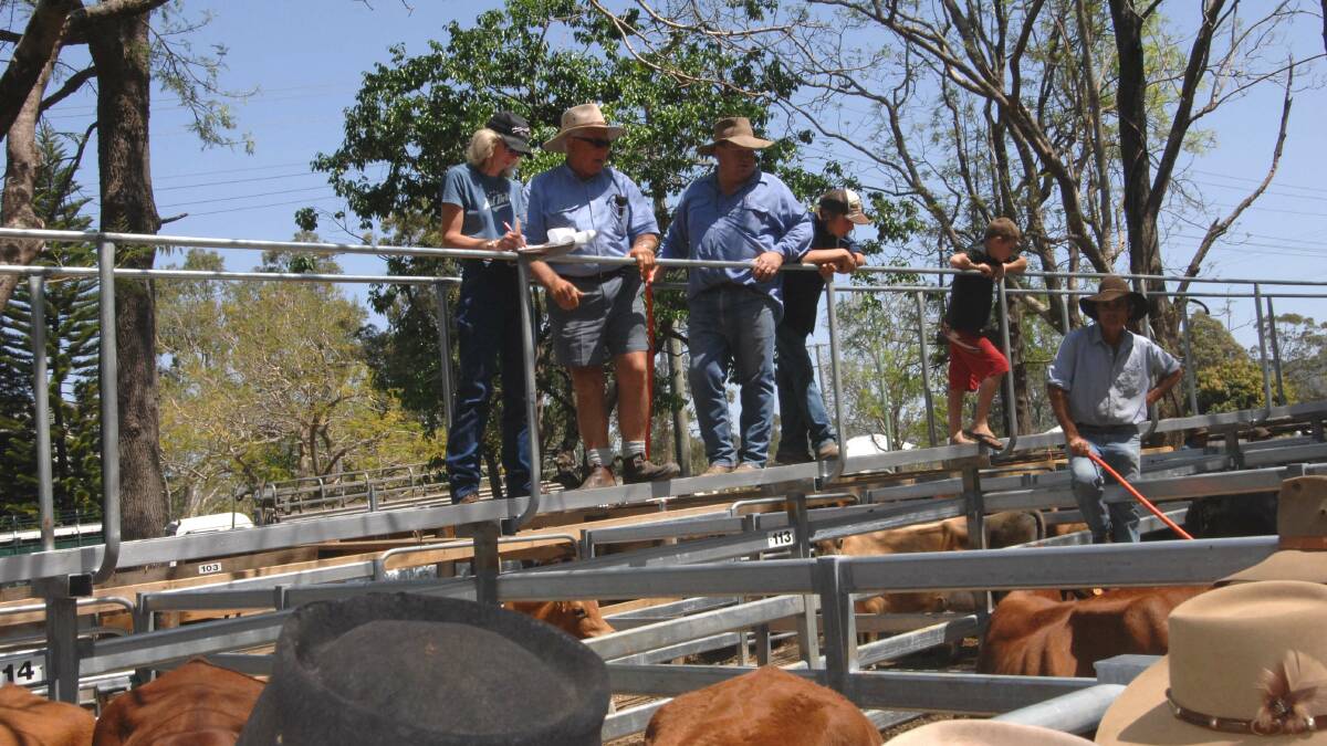 Droughtmaster cross steers sell for $1300 at Woodford