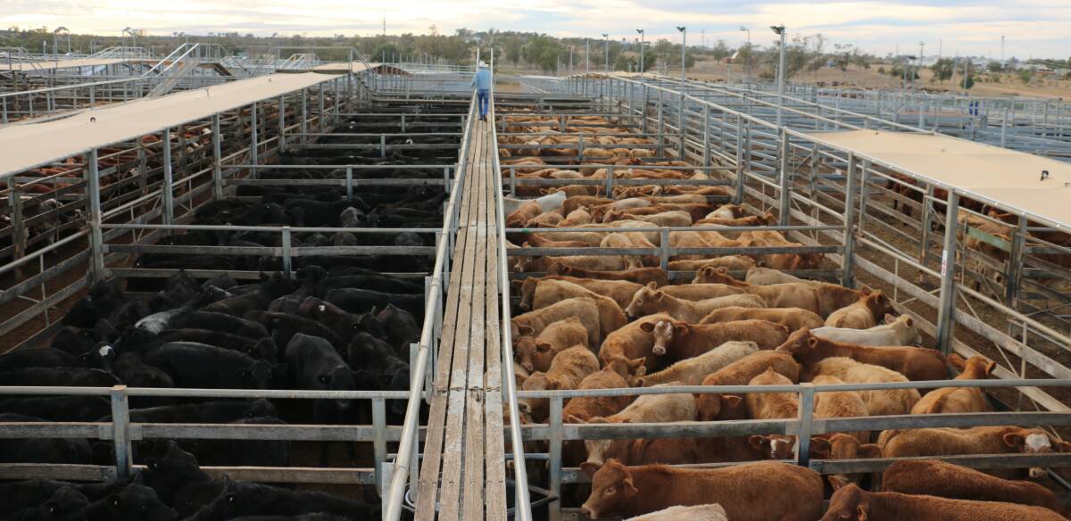 A line of Charolais and Angus steers from Kindee Pastoral Co, Muya, Mitchell. The Charolais steers sold to 324c/kg, reaching a top of $1222 to average $918.