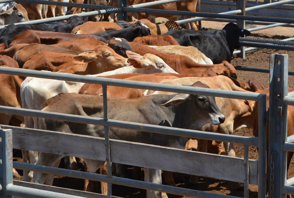 Weaner steers make $950