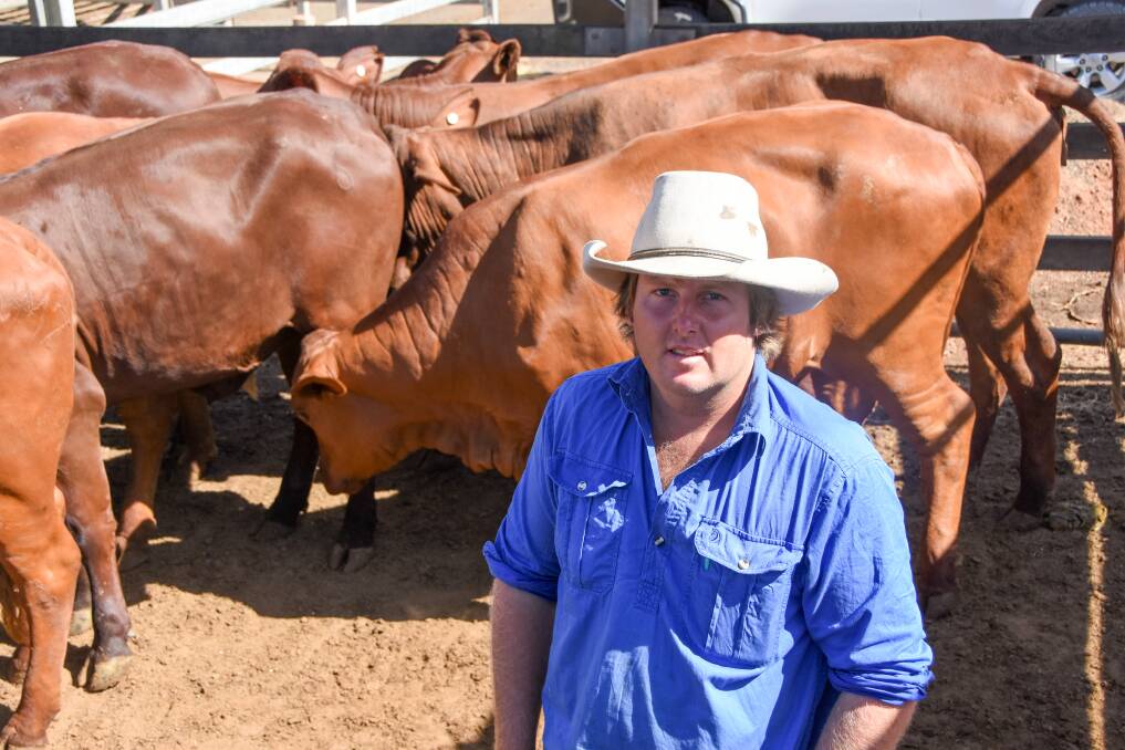 Len Joliffe, Walhallow, Amby, sold 10 Santa heifers at  250c/kg averaging 469kg to return $1172/hd. His parents, Peter and Sue, sold 29 Santa steers for 296c at 457kg to return $1355/hd. Picture: Lucy Kinbacher