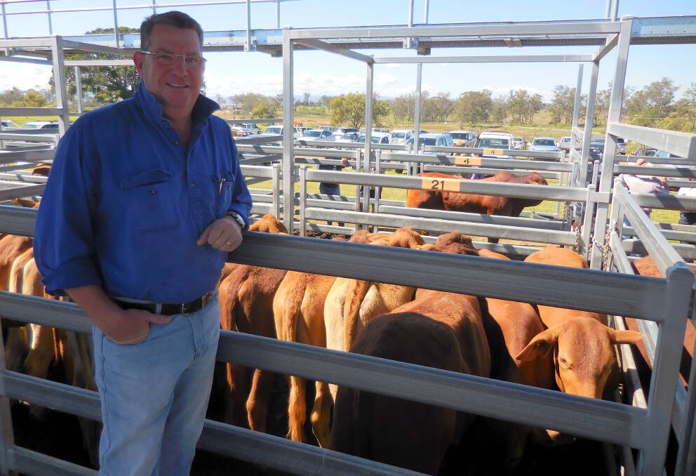 Scott Buchholz, Boonah sold Droughtmaster steers for $1175.