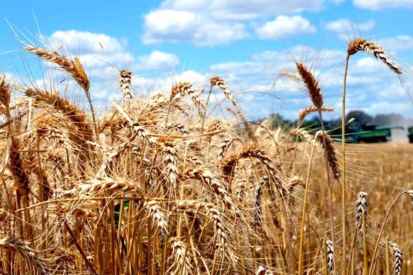 Farmers concerned about low grain prices