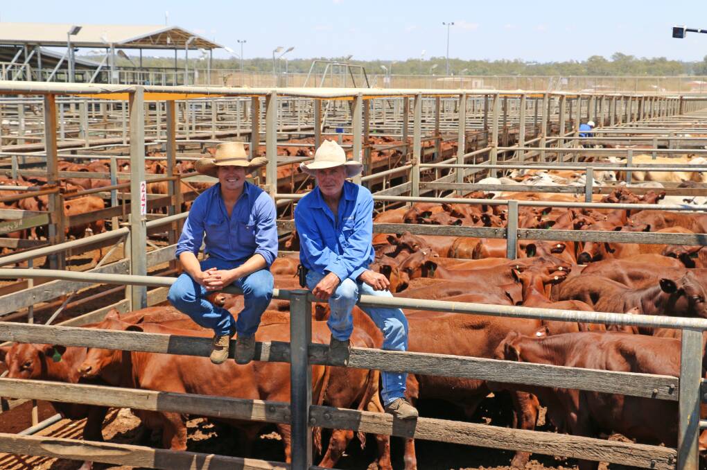 Tom and Andrew Sutton of Sutton Beef, Bundabar, Glenmorgan with their Santa steers. The steers sold to 330c/kg, reaching a top of $1108 to average $933.
 