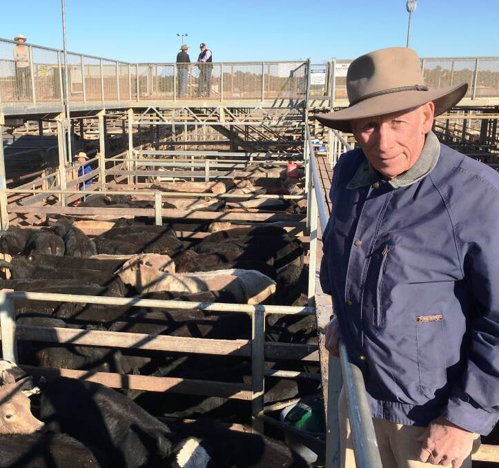 Robbie Bain, Mt Eden, Roma, sold Angus-cross steers to 312c/kg for 348kg to return $1086/head at Roma’s Store Sale on Tuesday.
