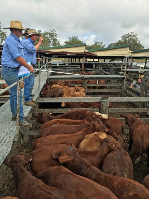 Feeder steers on account of Jensco Grazing, Mt Perry, which sold for 316.2c/kg or $1064/head at Biggenden on Monday.